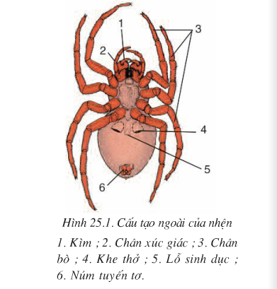 Kết quả hình ảnh cho đặc điểm cấu tạo của lớp hình nhện