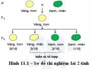 [Sinh lớp 12] Quy luật Menđen: Quy luật phân li độc lập – Giải bài 1,2,3,4,5 trang 41