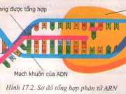 Mối quan hệ giữa gen và ARN: Đáp án bài 1,2,3,4,5 trang 53