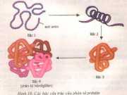 Bài 18 Prôtêin (Giải bài 1,2,3,4 SGK trang 56 Sinh 9)