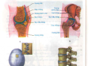 Bài 7 – Bộ Xương (Bài 1,2,3 trang 27 SGK môn sinh 8)