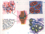 Bài 4 Mô (Bài tập 1,2,3,4 trang 17 Sinh học 8 )