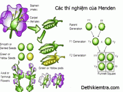 [SGK sinh 9] Menđen và di truyền học: Giải bài 1,2,3,4,5 trang 7