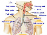 Bài 2. Cấu tạo cơ thể người trang 10 SGK môn sinh 8