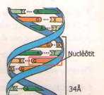 Sinh học 9 bài ADN: Bài 1,2,3,4,5,6 trang 47