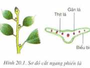 Bài 20 Cấu tạo trong của phiến lá (Giải bài 1,2,3,4,5 trang 67 Sinh 6)