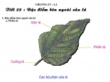 Bài 19 Đặc điểm bên ngoài của lá (Bài 1,2,3 trang 64 môn sinh 6)