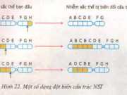 Đột biến cấu trúc nhiễm sắc thể: Bài 1,2,3 trang 66 Sinh học 9