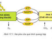 Bài 1,2,3,4,5,6 trang 70 SGK Sinh 10: Quang hợp