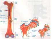 Tiết 8 Cấu tạo và tính chất của xương (Bài 1,2,3 trang 31 SGK Sinh học 8)