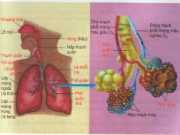 Bài 20 chương 4: Hô hấp và các cơ quan hô hấp (Bài 1,2,3,4 trang 67 Sinh 8 )