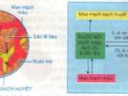 Tiết 13: Máu và môi trường trong cơ thể (Bài 1,2,3,4 trang 44 SGK môn sinh 8 )