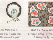 Giải bài 1,2,3 trang 25 Sinh 7: Trùng kiết lị và trùng sốt rét