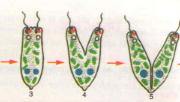 Bài 4. Trùng roi (Bài 1,2,3 trang 19 Sinh 7)