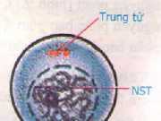 Nguyên Phân: Bài tập 1,2,3,4,5 SGK Sinh học 9