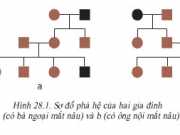 Phương pháp nghiên cứu di truyền người (Bài 1,2 trang 81 Sinh lớp 9)