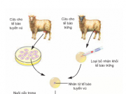 Bài 1,2,3,4,5 trang 82: Tạo giống bằng phương pháp gây đột biến và công nghệ tế bào