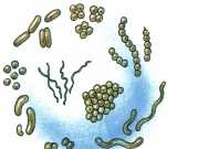 Bài 50 Sinh 6 Vi khuẩn – Bài 1,2,3 trang 161