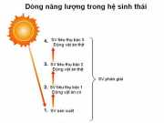 Bài tập trang 203 Sinh lớp 12: Dòng năng lượng trong hệ sinh thái và hiệu xuất sinh thái