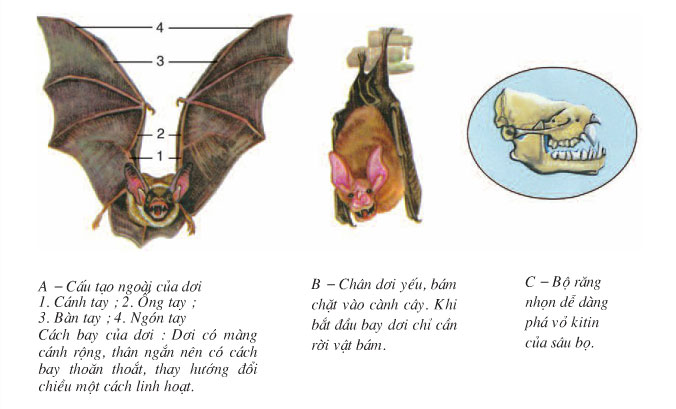 cau-tao-cua-doi