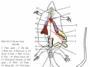 Bài 39 Cấu tạo trong của thằn lằn (Bài 1,2,3 trang 129 Sinh học 7)