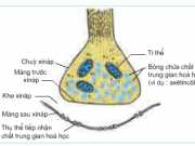 Giải bài 1,2,3,4 trang 123 SGK Sinh 11: Truyền tin qua Xináp