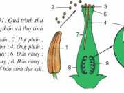 Bài 31 Thụ tinh kết quả và tạo hạt (Giải bài 1,2 trang 104 Sinh học 6)