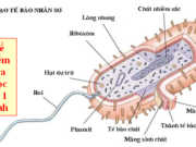 Kiểm tra học kì 1 lớp 10 môn Sinh trắc nghiệm và tự luận: đặc điểm chung của tế bào nhân sơ?