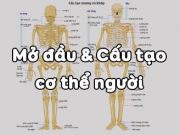 Đề kiểm tra 45 phút Chương 1 – Khái quát về cơ thể người Sinh lớp 8: Hệ tuần hoàn gồm những cơ quan nào?