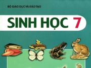 Kiểm tra 45 phút Học kì 1 Sinh học 7: Loài nào sau đây thường bám vào người và động vật để hút máu?