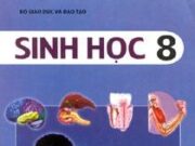 Đề kiểm tra học kì 2 Sinh học 8: Làm cho tim đập nhanh và mạch co lại là chất