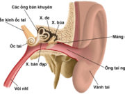 Thi và kiểm tra học kì 2 Sinh học 8: Trong các chức năng của da, chức năng nào quan trọng nhất ?