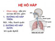 Đề kiểm tra 1 tiết Chương 4 – Hô hấp Sinh 8: Hoàn thành bảng sau về chức năng của các thành phần trong hệ hô hấp