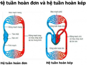 Kiểm tra 45 phút Chương 3 – Tuần hoàn Sinh 8: Ta có thể nhìn thấy loại máu nào ở dưới da?