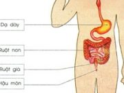 Đề kiểm tra 45 phút Chương 5 – Tiêu hóa Sinh lớp 8: Tìm các nội dung phù hợp điền vào ô trống