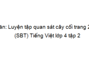 Tập làm văn : Luyện tập quan sát cây cối trang 22 VBT Tiếng Việt lớp 4 tập 2: Viết lại những hình ảnh so sánh và nhân hóa mà em thích trong các đoạn văn trên. Theo em, các hình ảnh so sánh và nhân hóa này có tác dụng gì