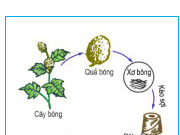 Bài 1. Các loại vải thường dùng trong may mặc – Công nghệ 6: Làm thế nào để phân biệt được vải sợi thiên nhiên và vải sợi hoá học ?