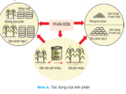 Bài 7. Tác dụng của phân bón trong trồng trọt – Công nghệ lớp 7: Phân hữu cơ gồm những loại nào ?