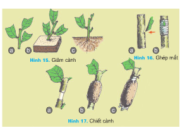 Bài 11. Sản xuất và bảo quản cây trồng – Công nghệ 7: Thế nào là giâm cành, chiết cành, ghép mắt (hoặc cành )?