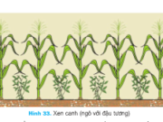 Bài 21. Luân canh, xen canh, tăng vụ – Công nghệ 7: Nêu tác dụng của việc luân canh ,xem canh ,tăng vụ trong sản xuất trồng trọt ? 