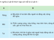 Soạn bài Luyện từ và câu: Từ nhiều nghĩa –  Nghĩa của từ răng ở bài tập 1 và bài tập 2 giống nhau ở chỗ: đều chỉ vật sắc, sắp đều nhau thành hàng.