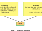 Bài 1, 2, 3, 4 trang 15 Sách Sinh lớp 10 Nâng cao – Hãy nêu những đặc điểm của giới Nấm.