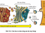 Bài 1, 2, 3 trang 59 Sinh lớp 10 Nâng cao – Chọn phương án đúng. Điều nào dưới đây không phải là chức năng của bộ máy Gôngi ?