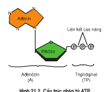 Bài 1, 2, 3 trang 73 Sách Sinh lớp 10 Nâng cao – Chọn phương án đúng. ATP là một phân tử quan trọng trong trao đổi chất vì: