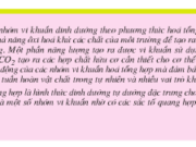 Bài 1, 2, 3, 4 trang 85 SGK Sinh học 10 Nâng cao – Điểm khác nhau trong con đường tổng hợp chất hữu cơ ở các nhóm vi khuẩn hoá tổng hợp là gì ?