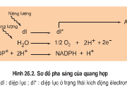 Bài 1, 2, 3, 4 trang 88 Sách môn Sinh 10 Nâng cao – Mô tả pha tối của quang hợp. Tại sao gọi pha tối của quang hợp là chu trình cố định CO2 ?