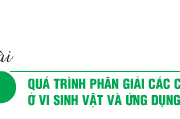 Bài 1, 2, 3 trang 122 SGK Sinh học 10 Nâng cao – Tại sao vi sinh vật phải tiết các enzim vào môi trường ?