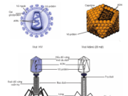Bài 1, 2, 3, 4 trang 146 Sinh lớp 10 Nâng cao – Trình bày khái niệm và cấu trúc của virut.
