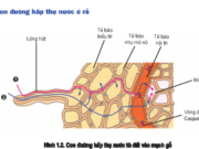 Bài 1, 2, 3, 4, 5, 6 trang 11 Sách môn Sinh 11 Nâng cao – Trình bày hai hiện tượng thể hiện áp suất rễ và vai trò của nó.