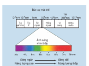 Bài 1, 2, 3, 4, 5, 6 trang 34 Sách môn Sinh 11 Nâng cao – Nêu các đặc điểm về hình thái, cấu trúc của lá phù hợp với chức năng quang hợp.